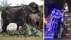 Den udsultede 70-årige elefants krop er til gæsternes morskab dækket af et festi